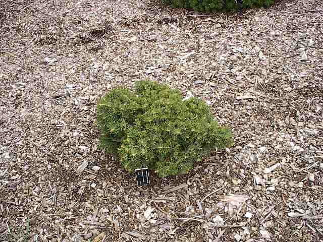 Abies concolor 