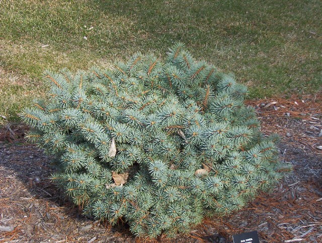Picea pungens 