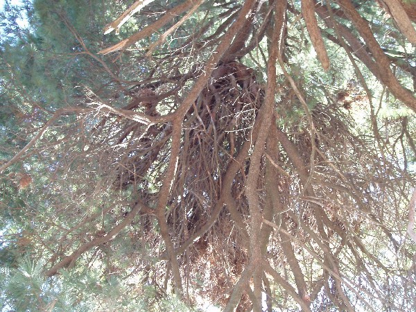 Pinus strobus 