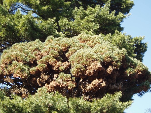 Pinus strobus 