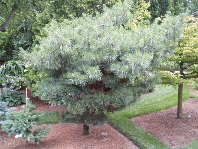 Pinus strobus 