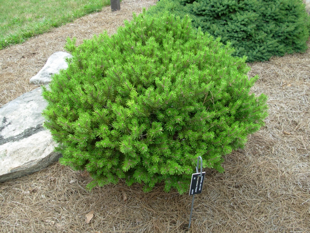 Pinus banksiana 