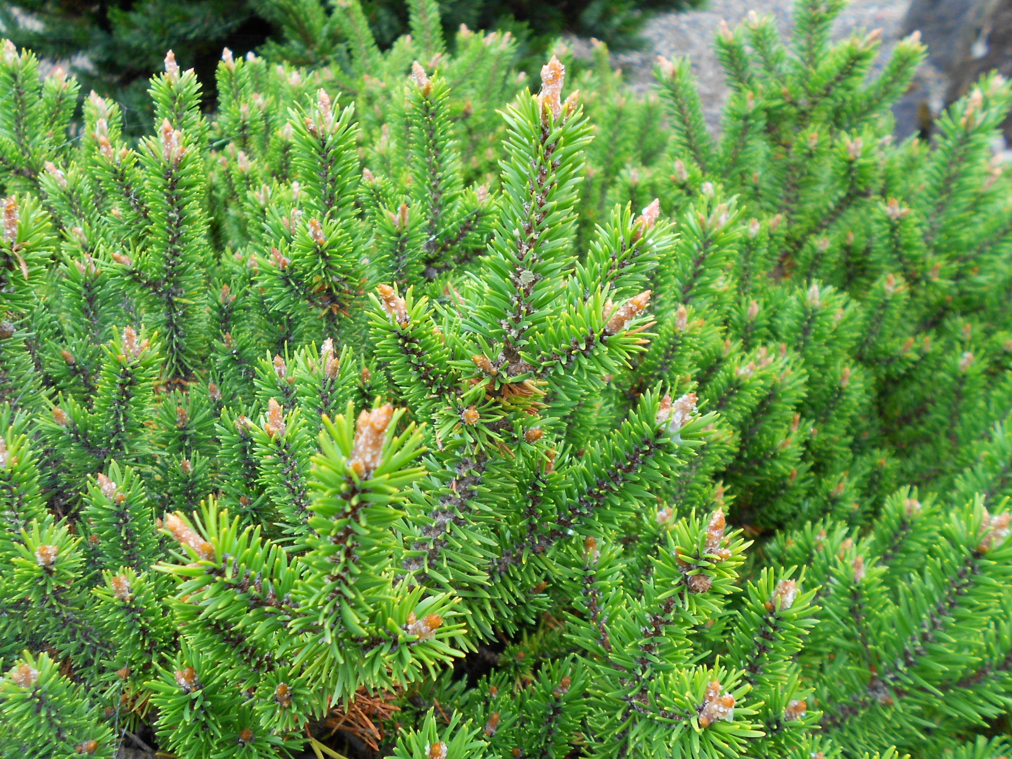 Pinus banksiana 