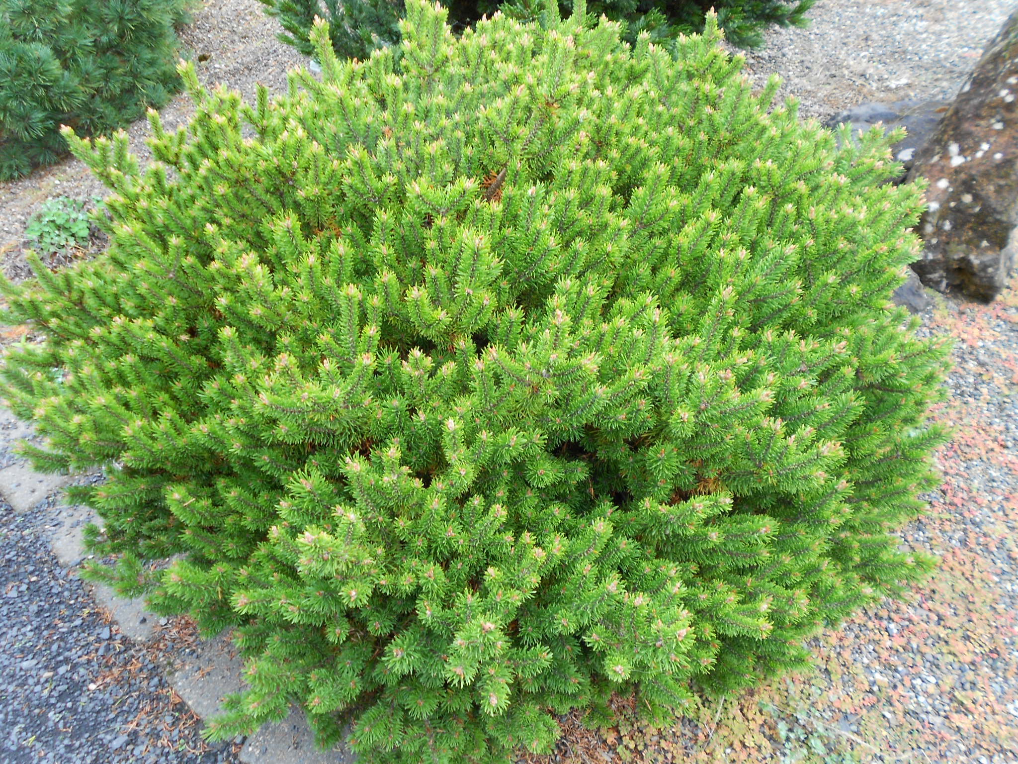 Pinus banksiana 