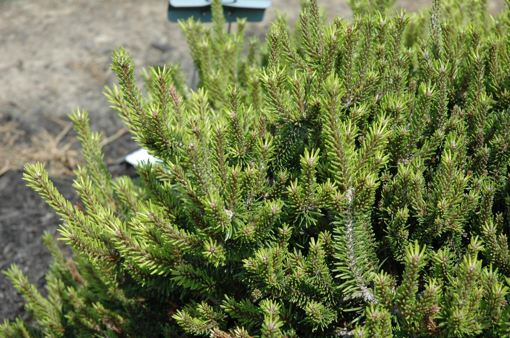 Pinus banksiana 