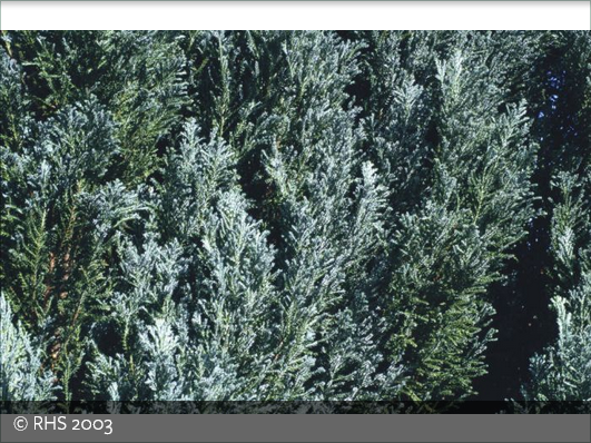 Chamaecyparis lawsoniana 