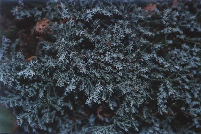Chamaecyparis lawsoniana 