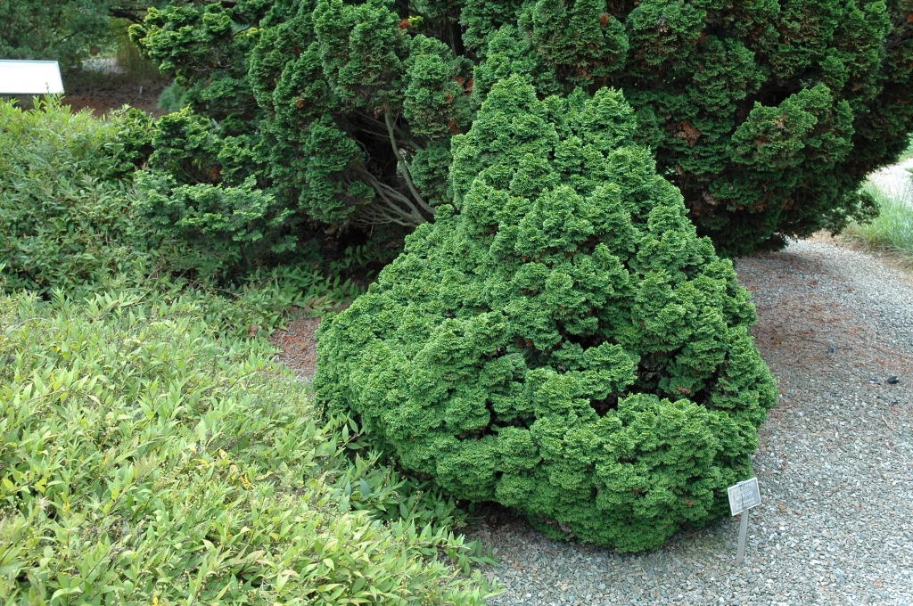 Chamaecyparis obtusa 