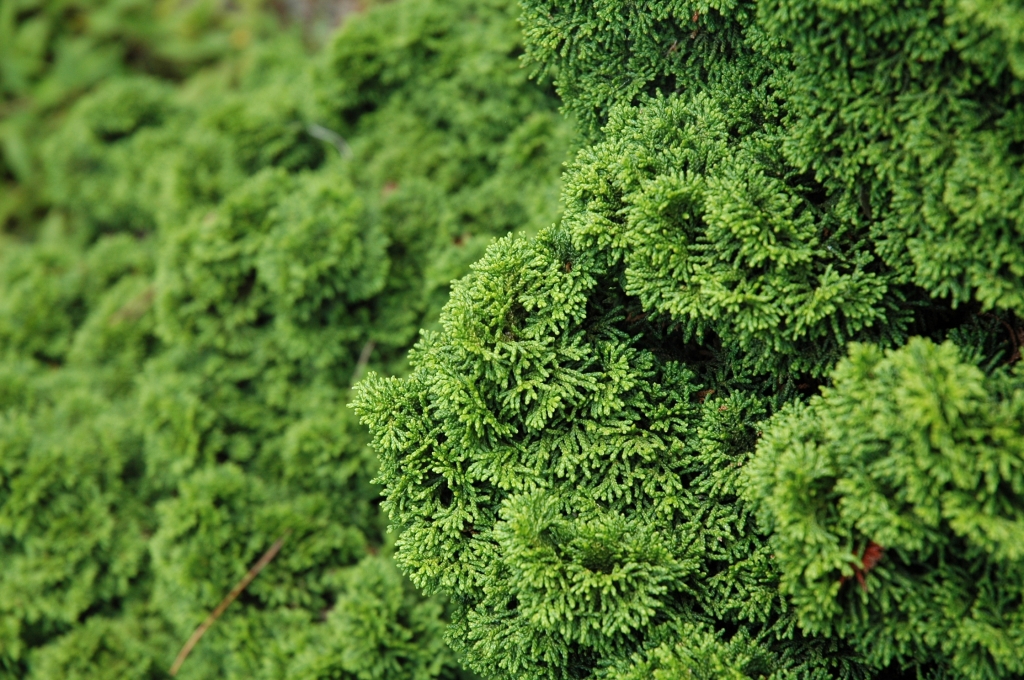 Chamaecyparis obtusa 