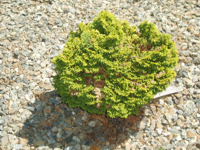 Chamaecyparis obtusa 