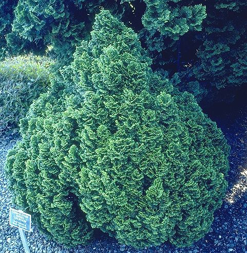 Chamaecyparis obtusa 