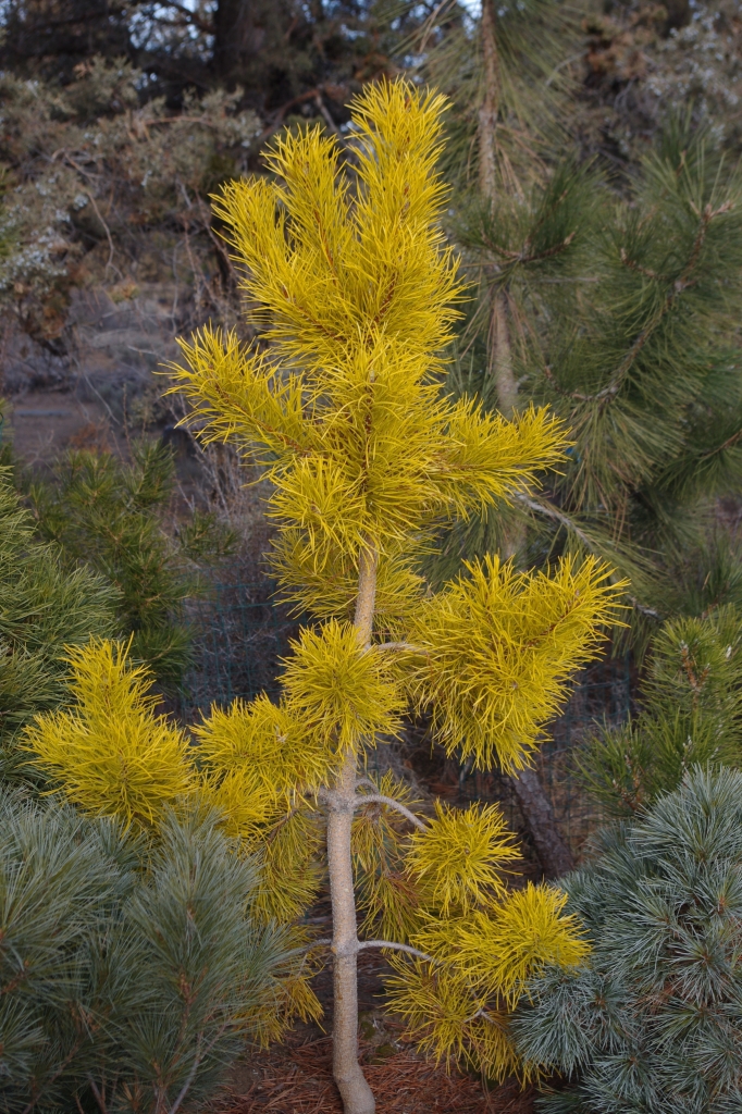 Pinus contorta 