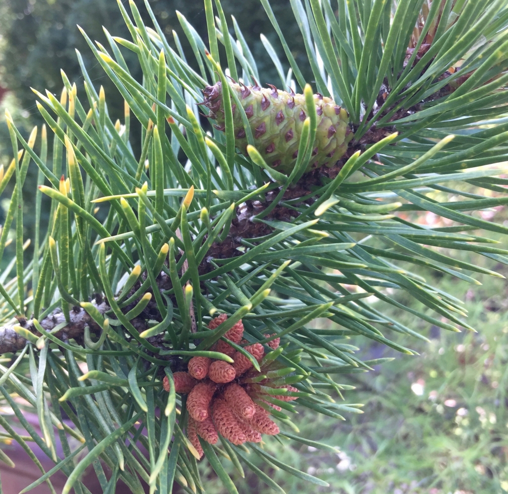 Pinus contorta 