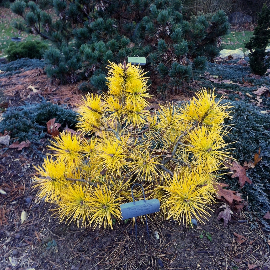 Pinus contorta 