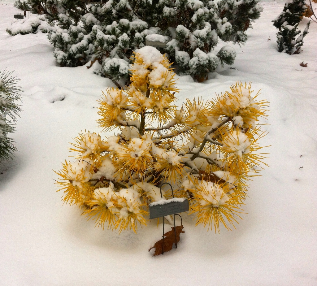 Pinus contorta 