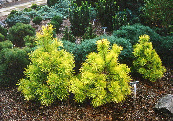 Pinus contorta 