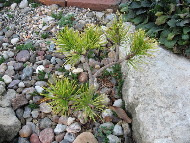 Pinus contorta 