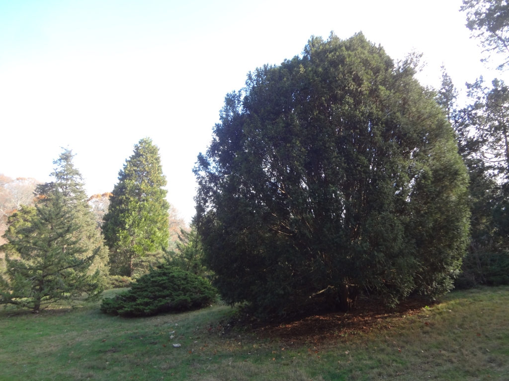 Taxus baccata 
