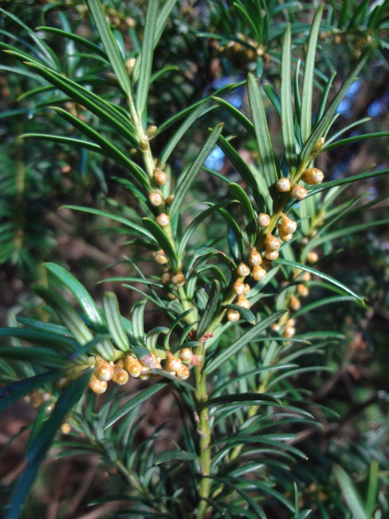 Taxus baccata 