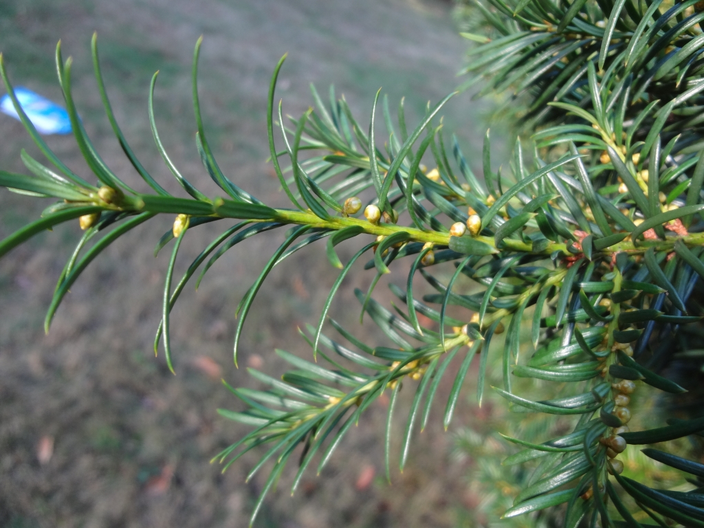 Taxus baccata 