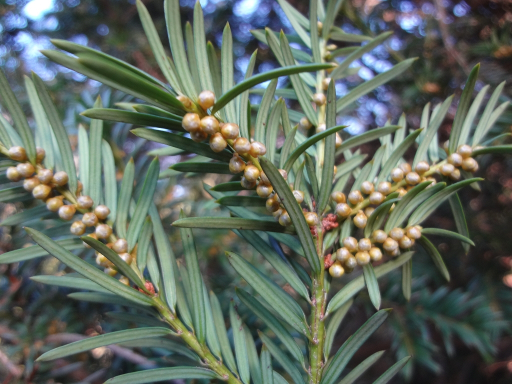 Taxus baccata 