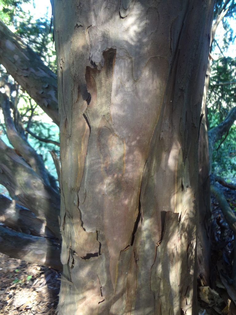 Taxus baccata 