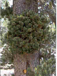Pinus aristata 