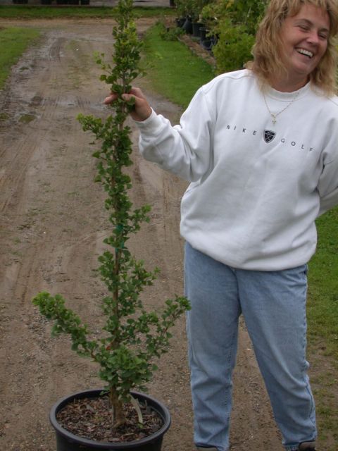 Ginkgo biloba 