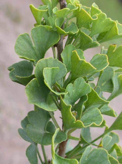 Ginkgo biloba 