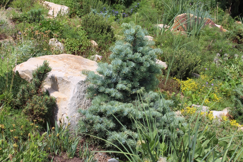 Abies concolor 