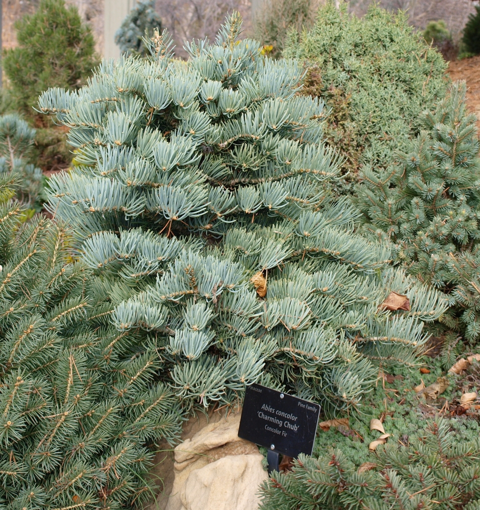 Abies concolor 