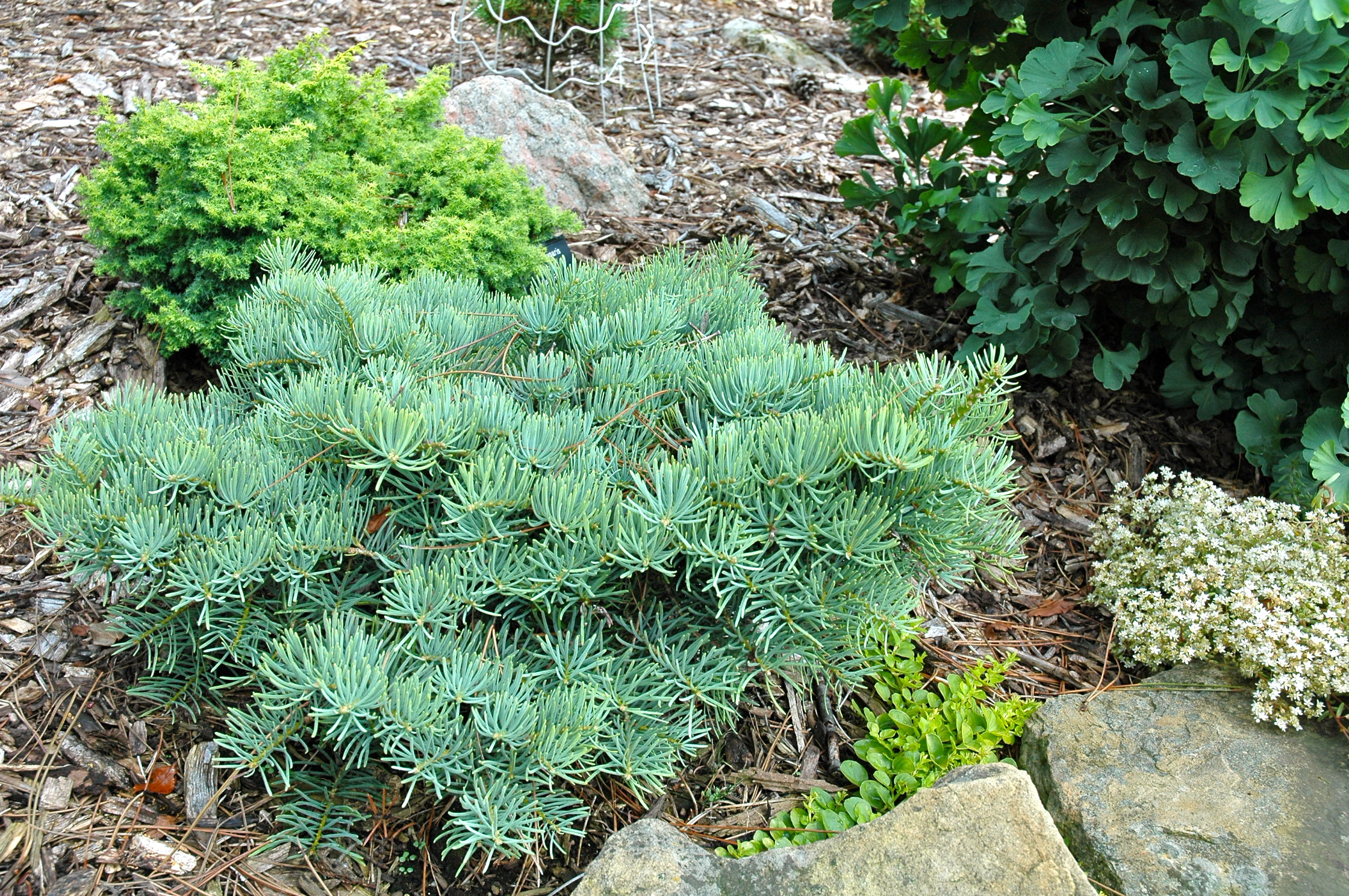 Abies concolor 