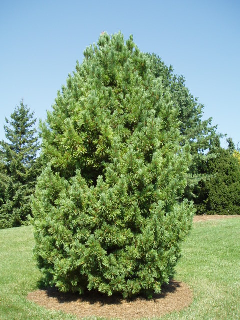 Pinus cembra 