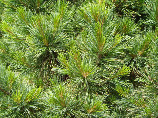 Pinus cembra 