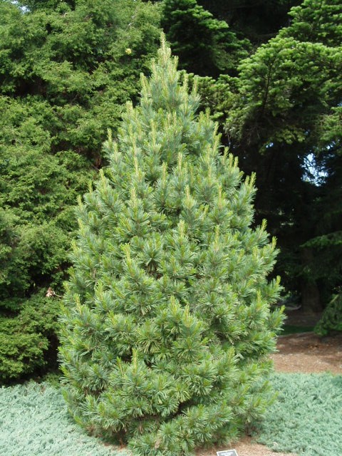 Pinus cembra 