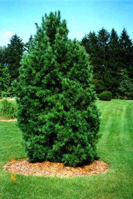 Pinus cembra 