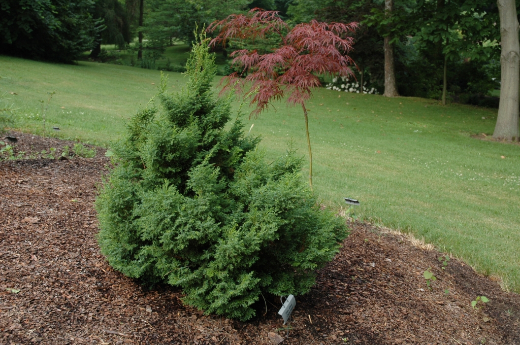 Chamaecyparis obtusa 