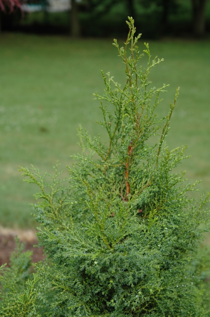 Chamaecyparis obtusa 
