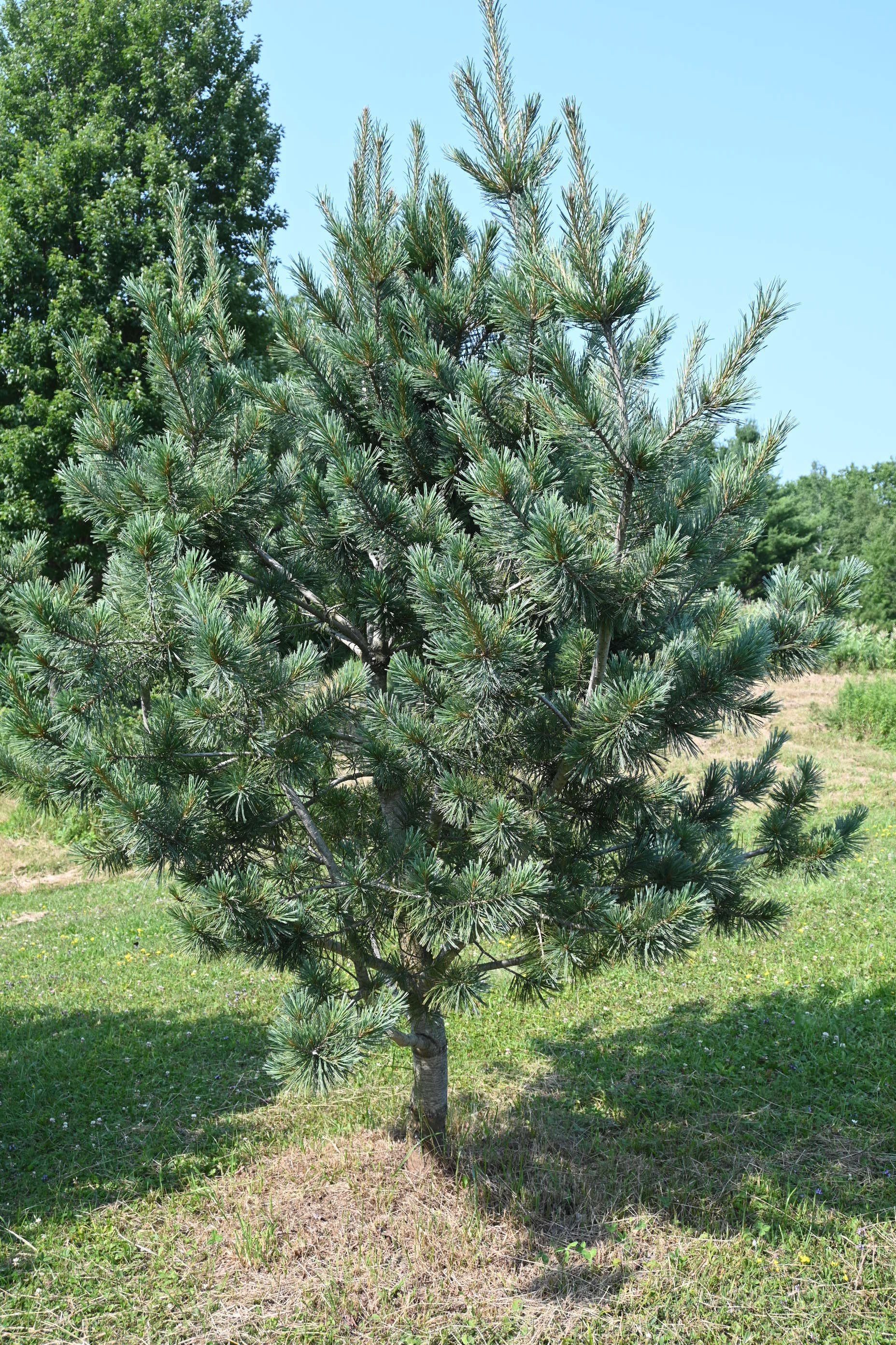 Pinus flexilis 