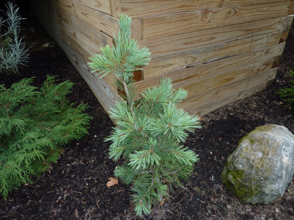Pinus flexilis 