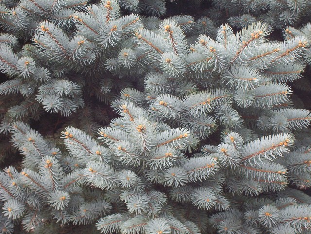 Picea pungens 