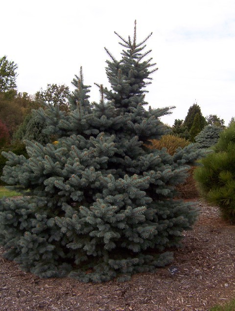 Picea pungens 