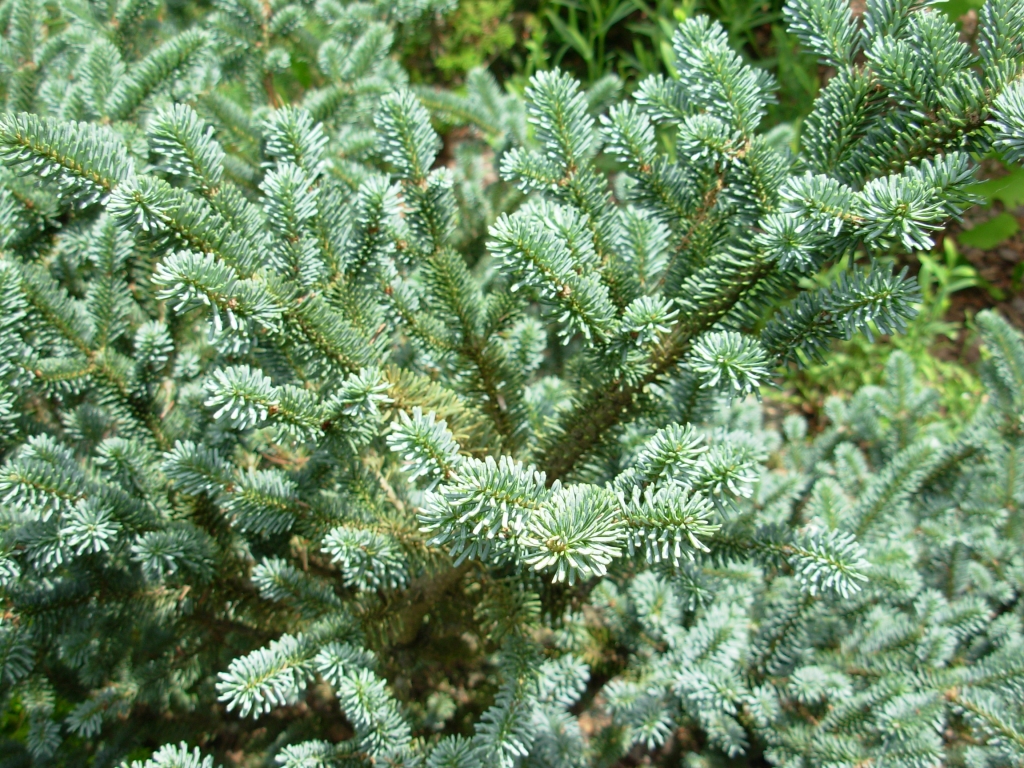 Picea glauca 