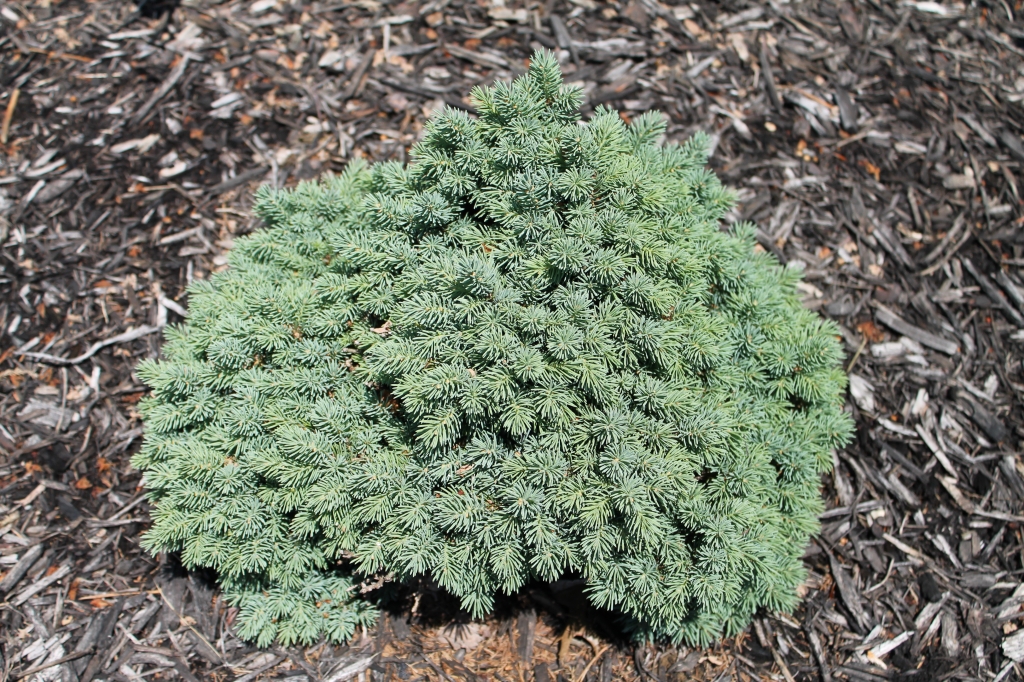 Picea glauca 