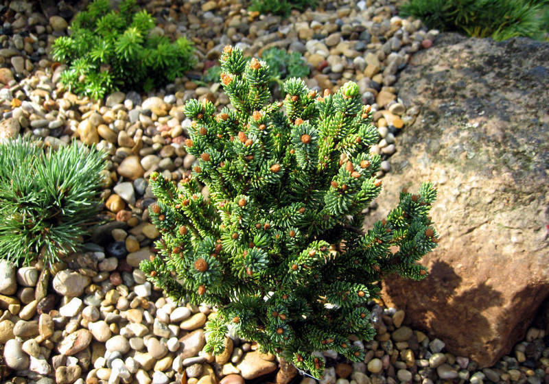 Picea glauca 