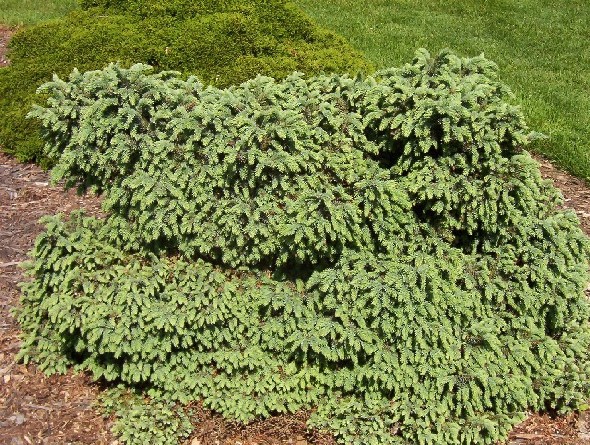 Picea glauca 