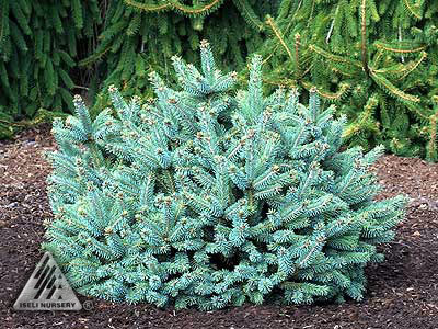 Picea glauca 