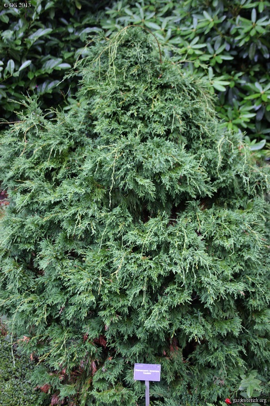 Chamaecyparis lawsoniana 