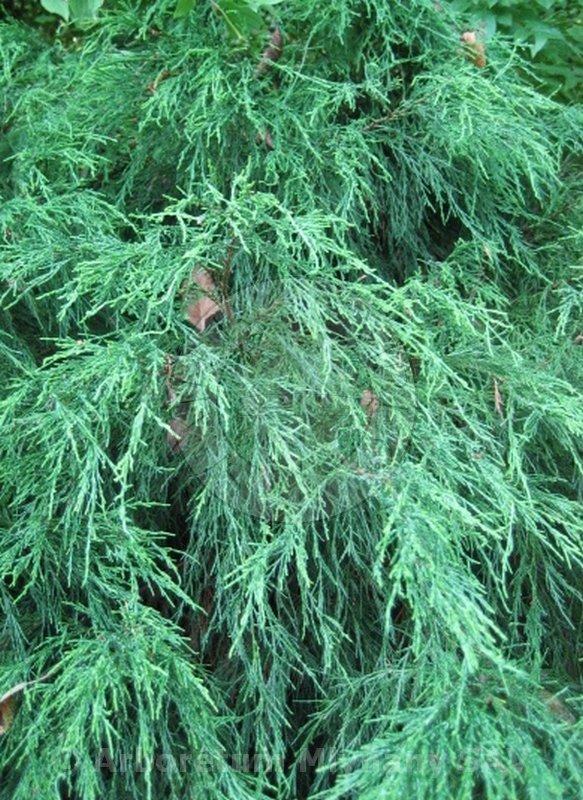 Chamaecyparis lawsoniana 