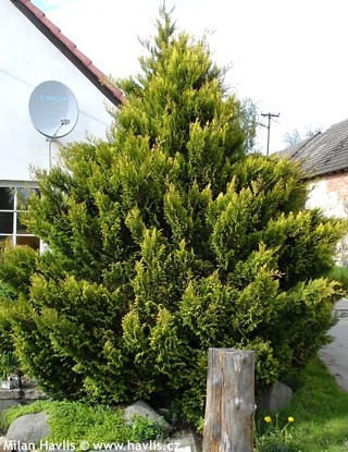 Cupressus × leylandii 